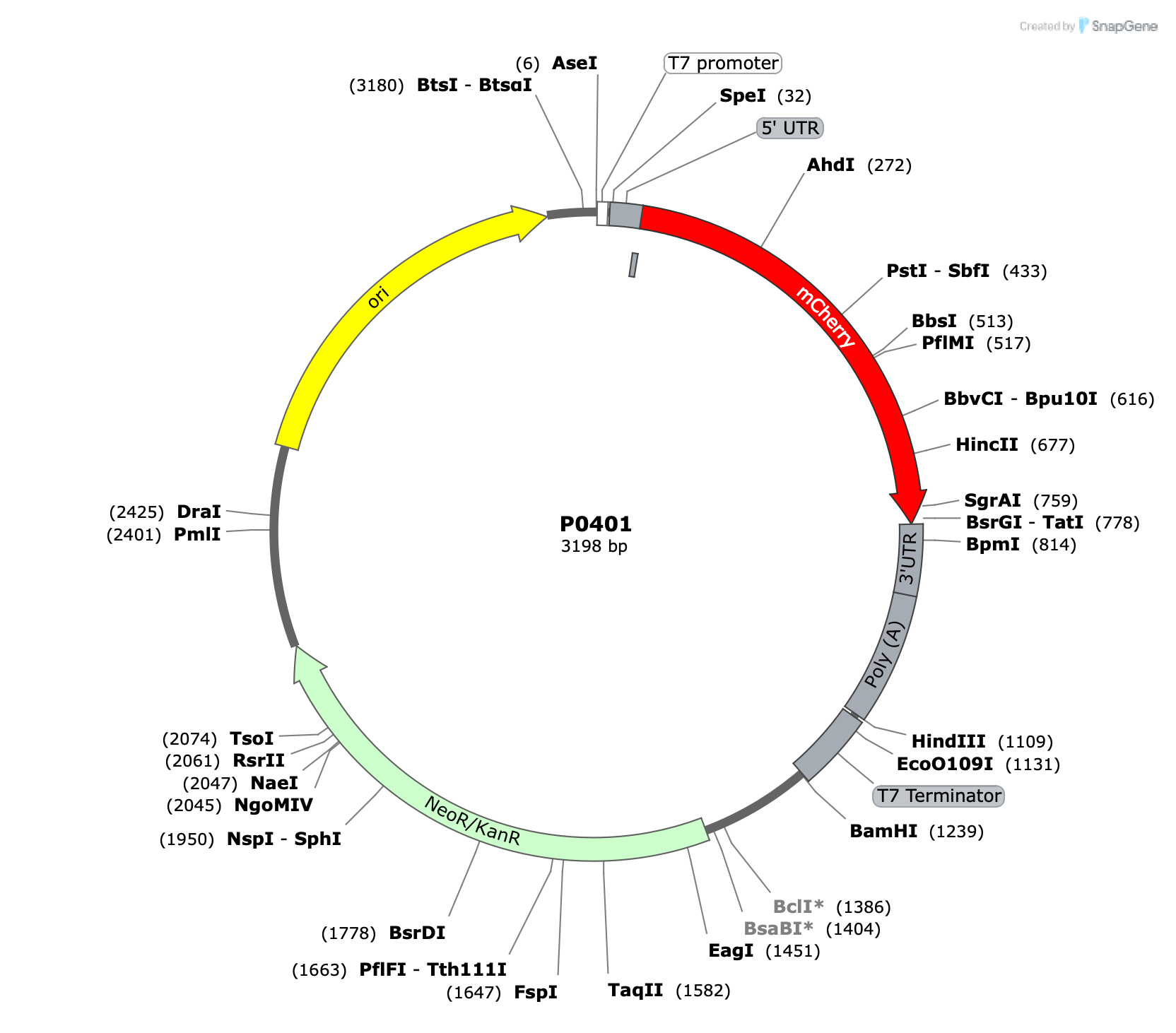 Plasmid map for P0401