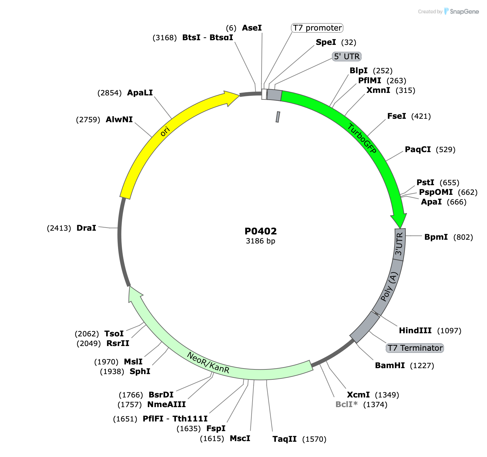 Plasmid map for P0402
