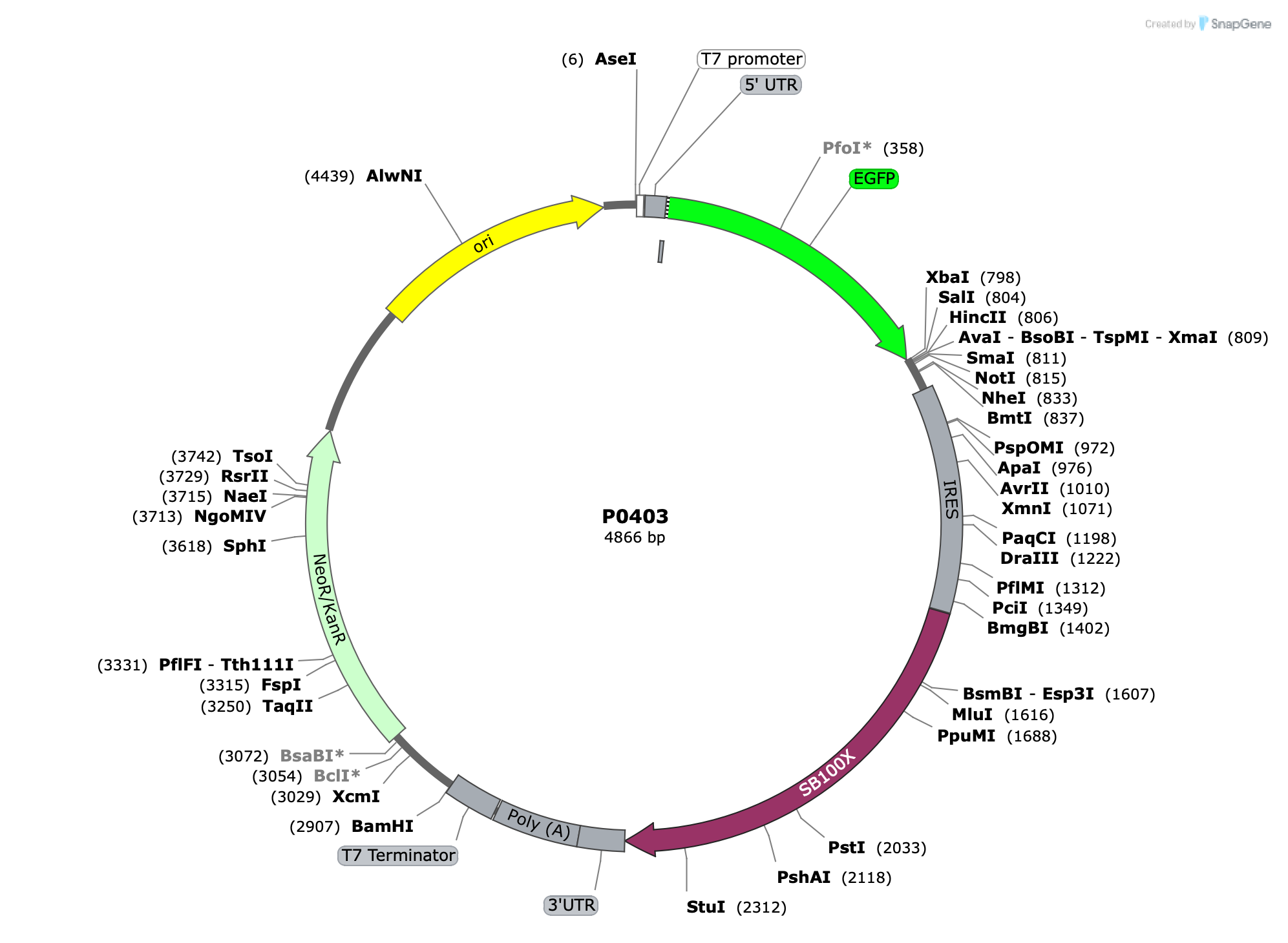 Plasmid map for P0403