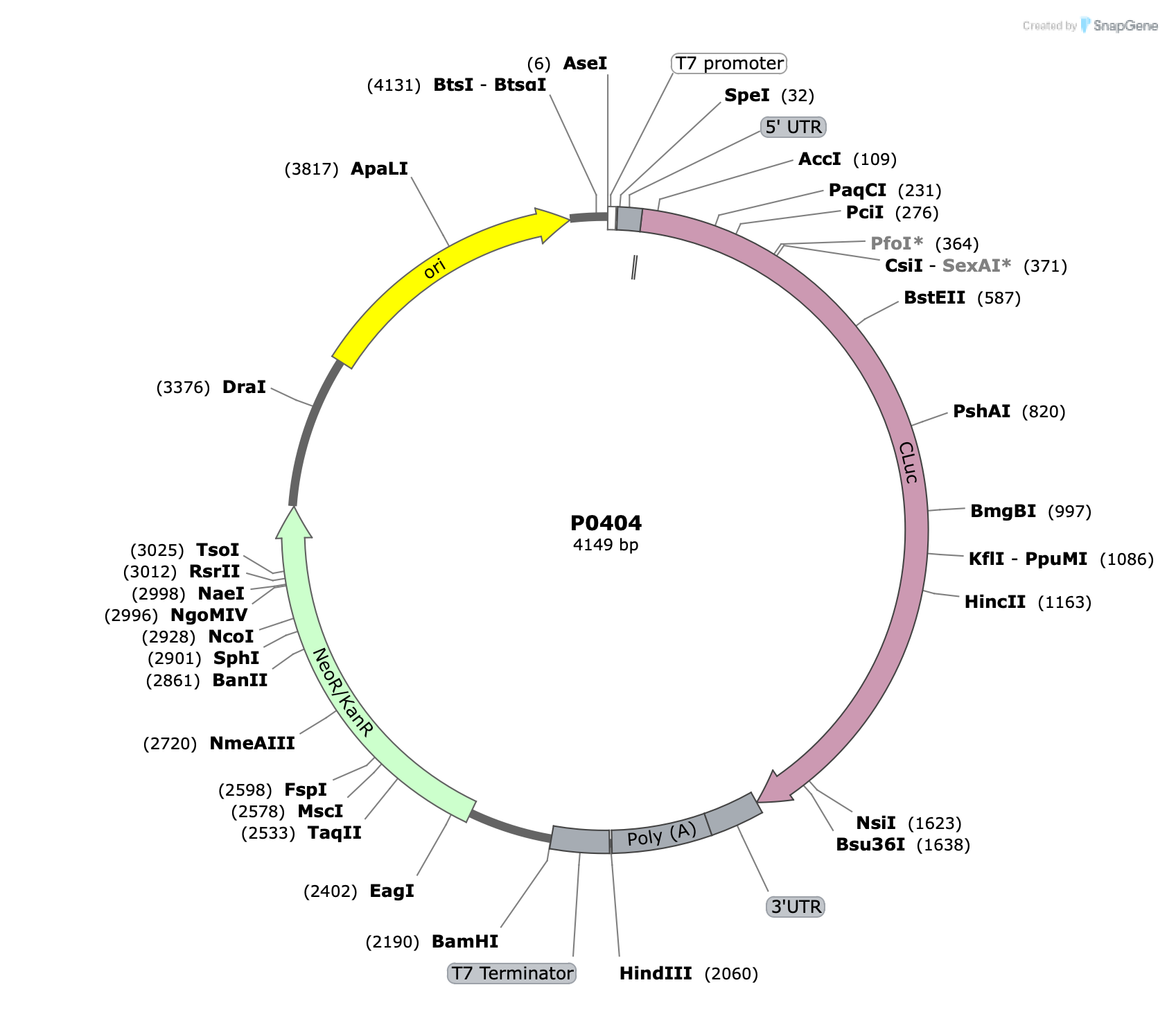 Plasmid map for P0404