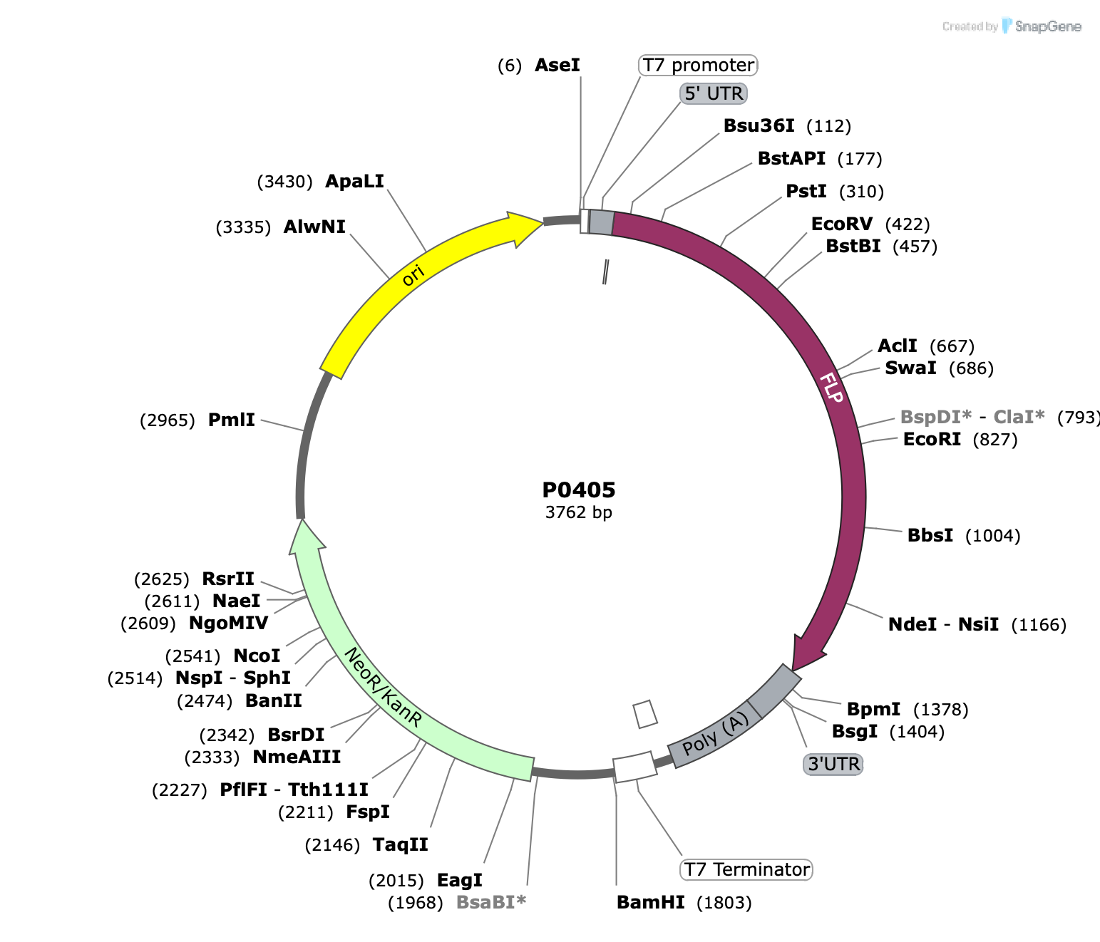 Plasmid map for P0405