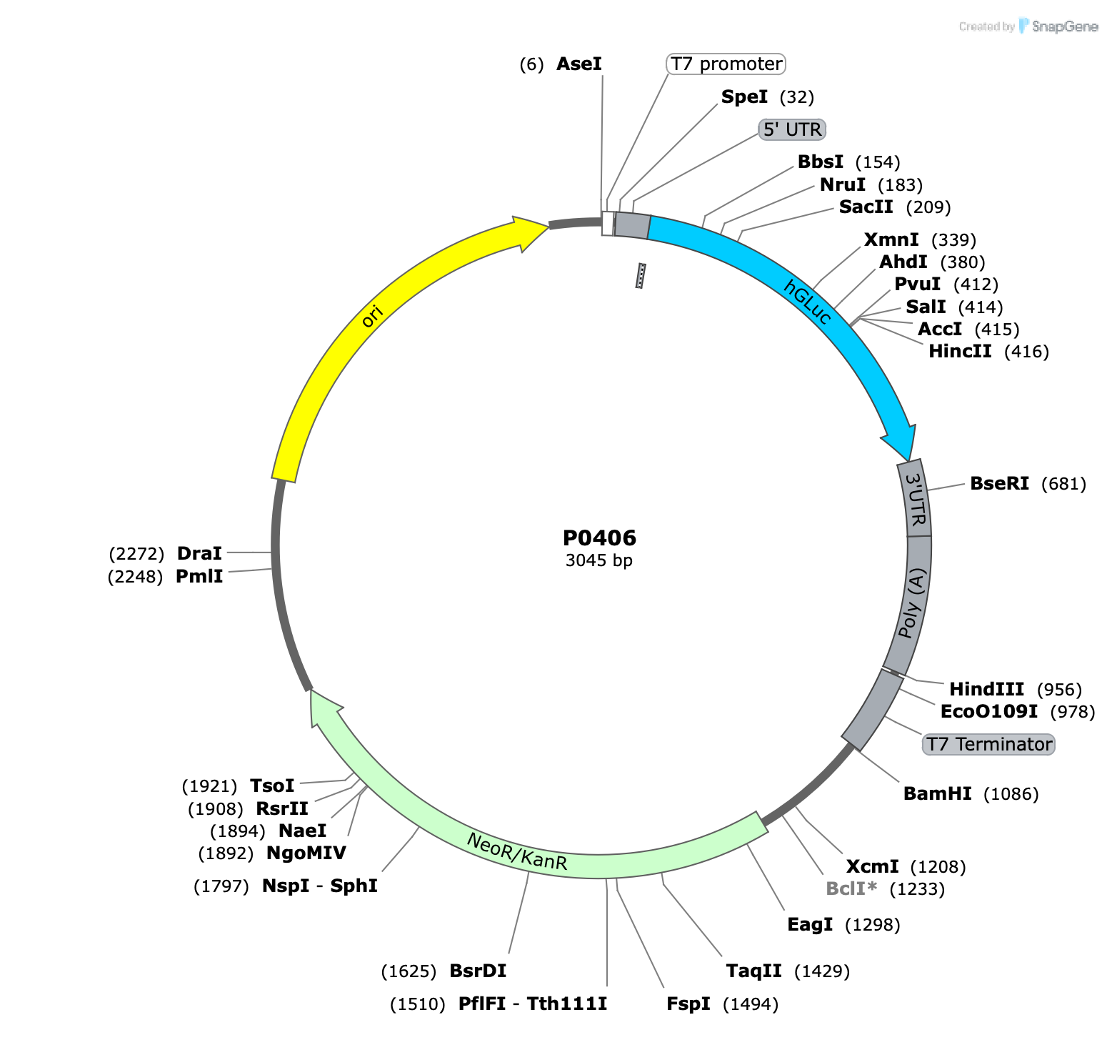 Plasmid map for P0406