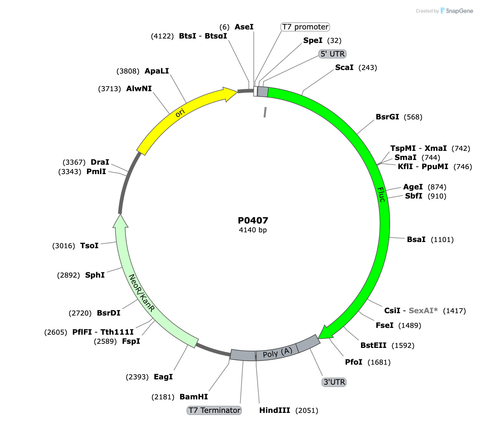 Plasmid map for P0407