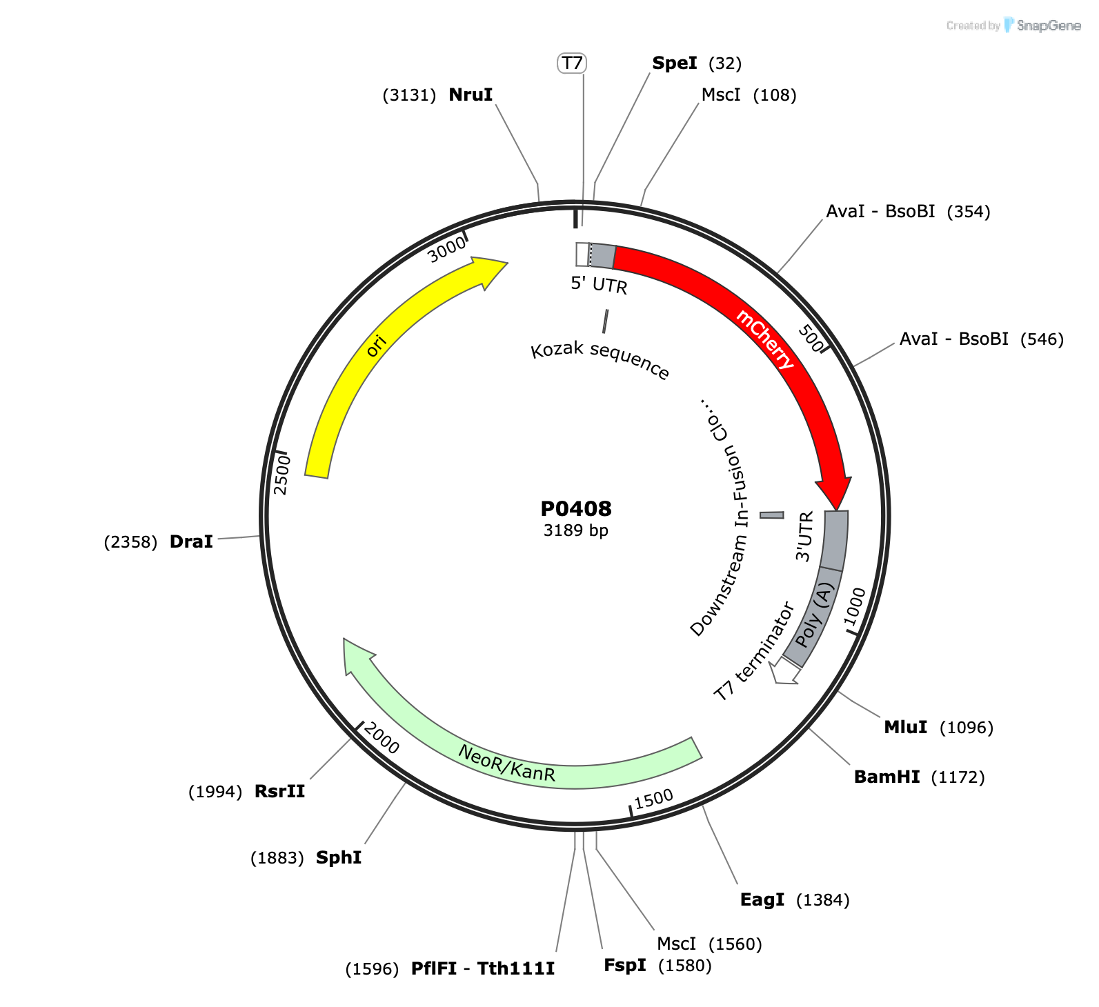 Plasmid map for P0408