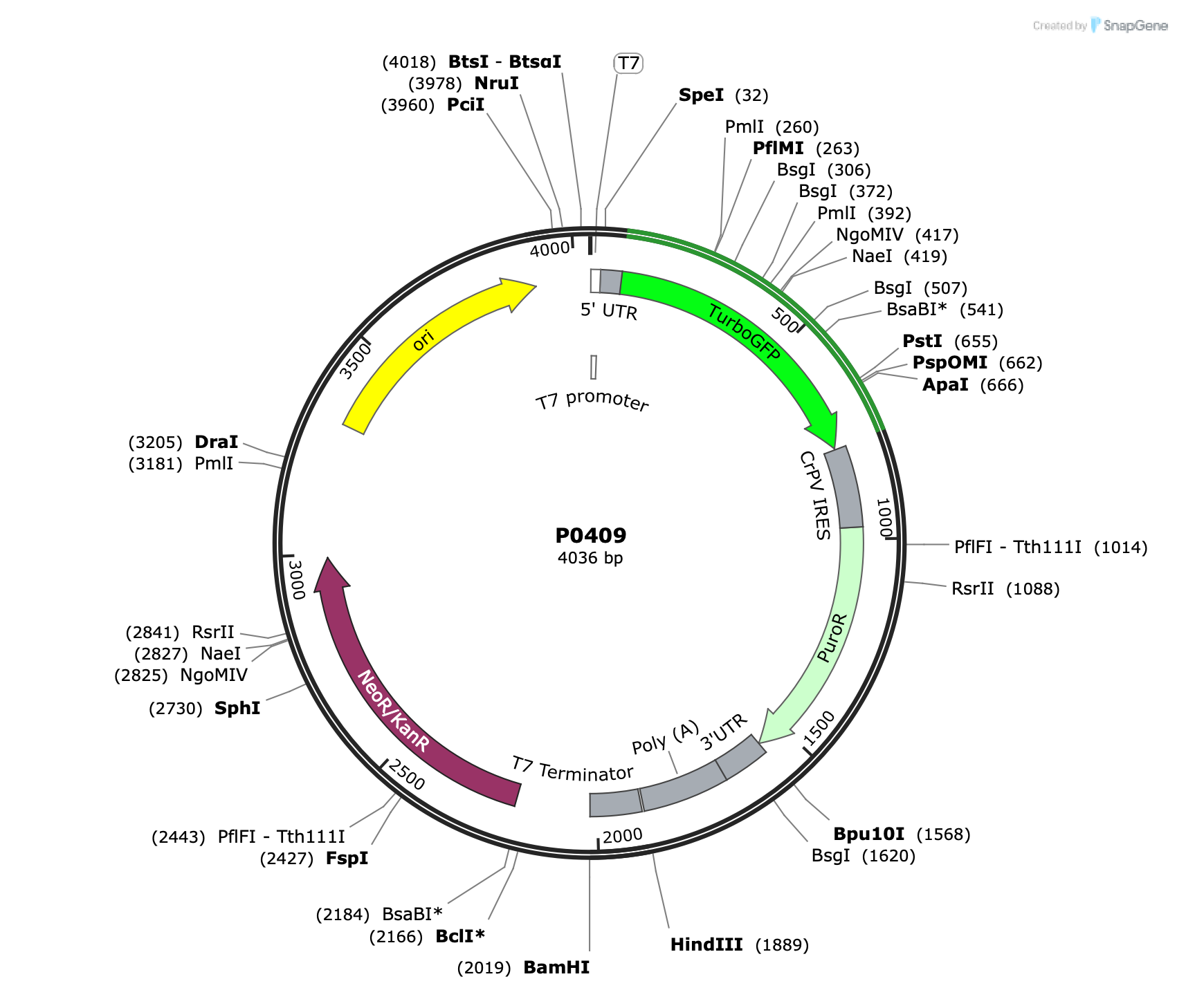 Plasmid map for P0409