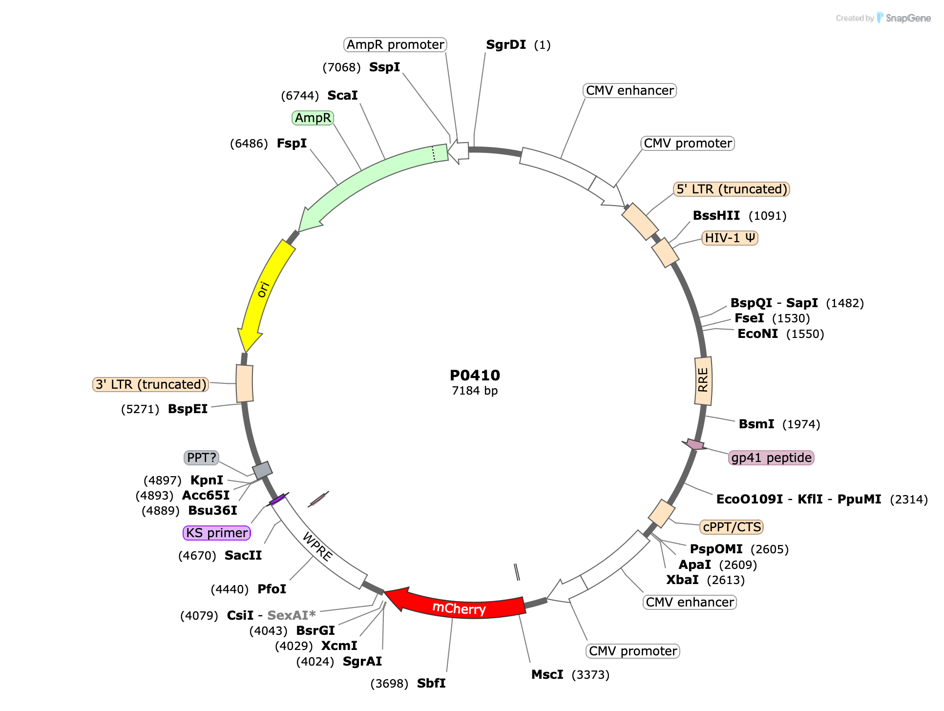 Plasmid map for P0410