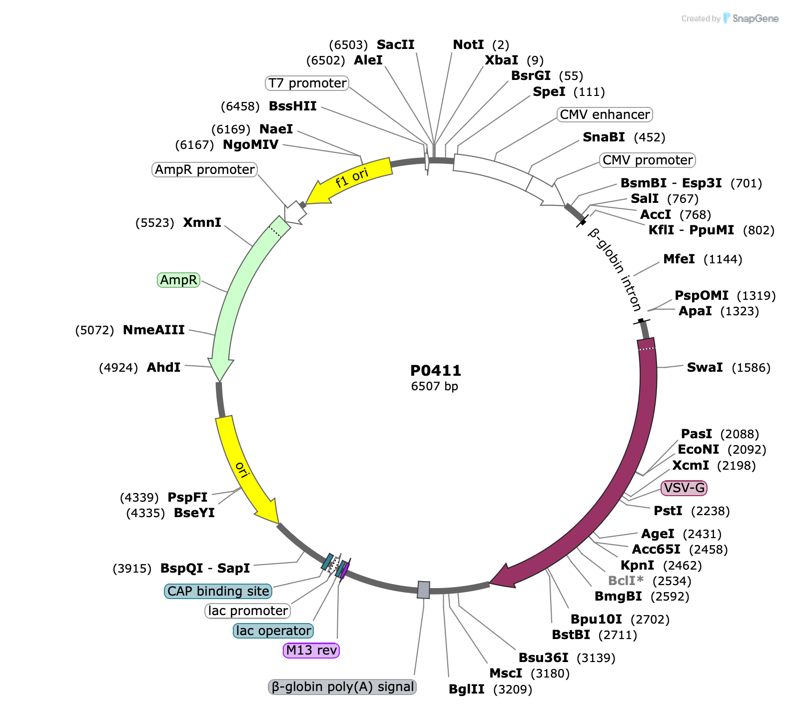 Plasmid map for P0411