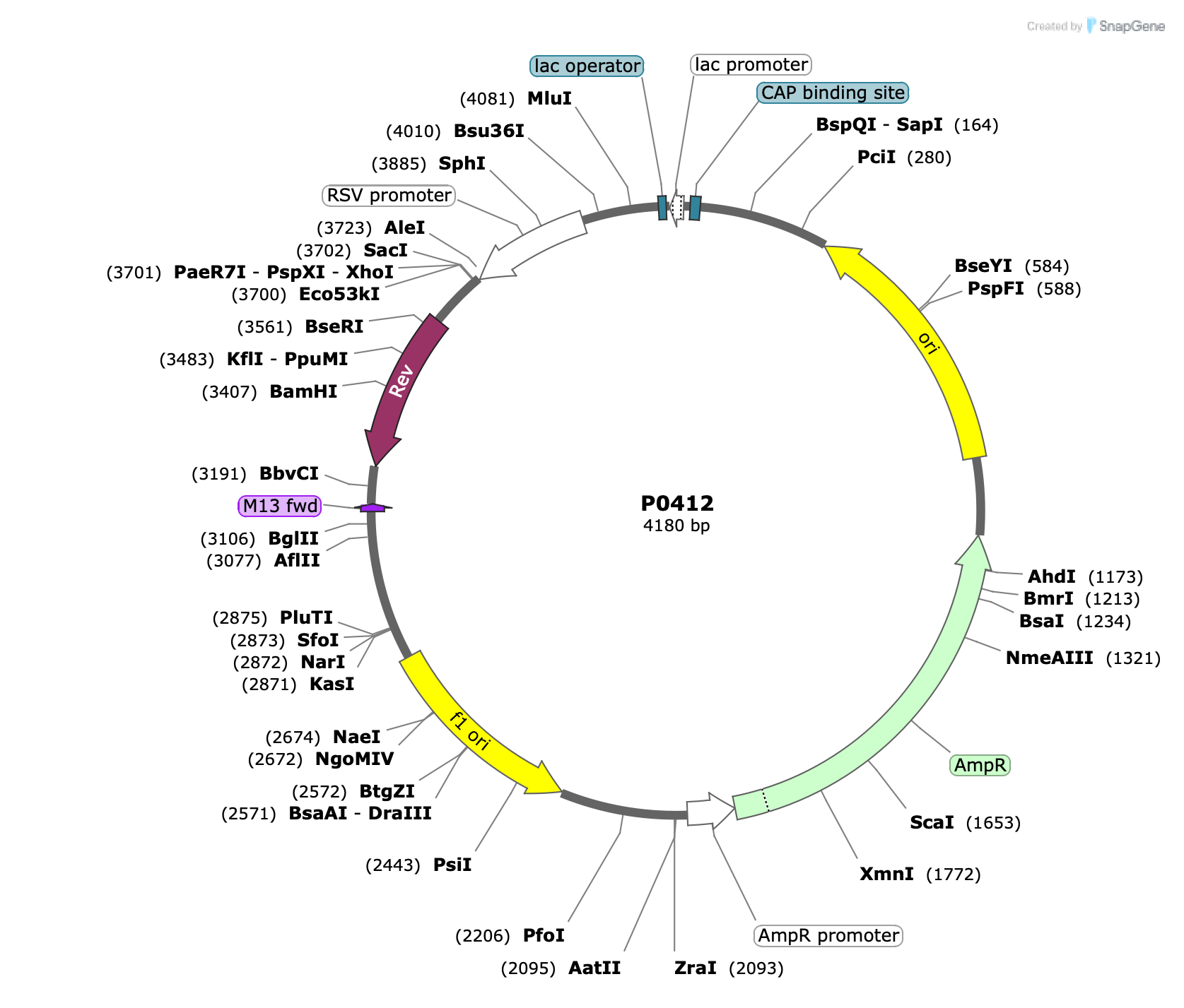 Plasmid map for P0412