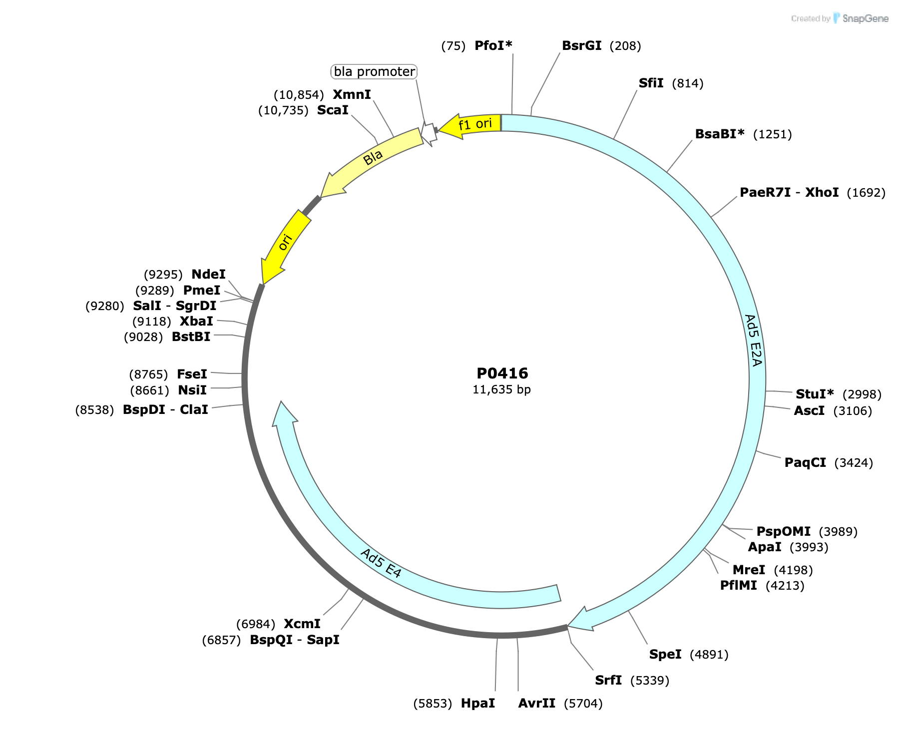 Plasmid map for P0416