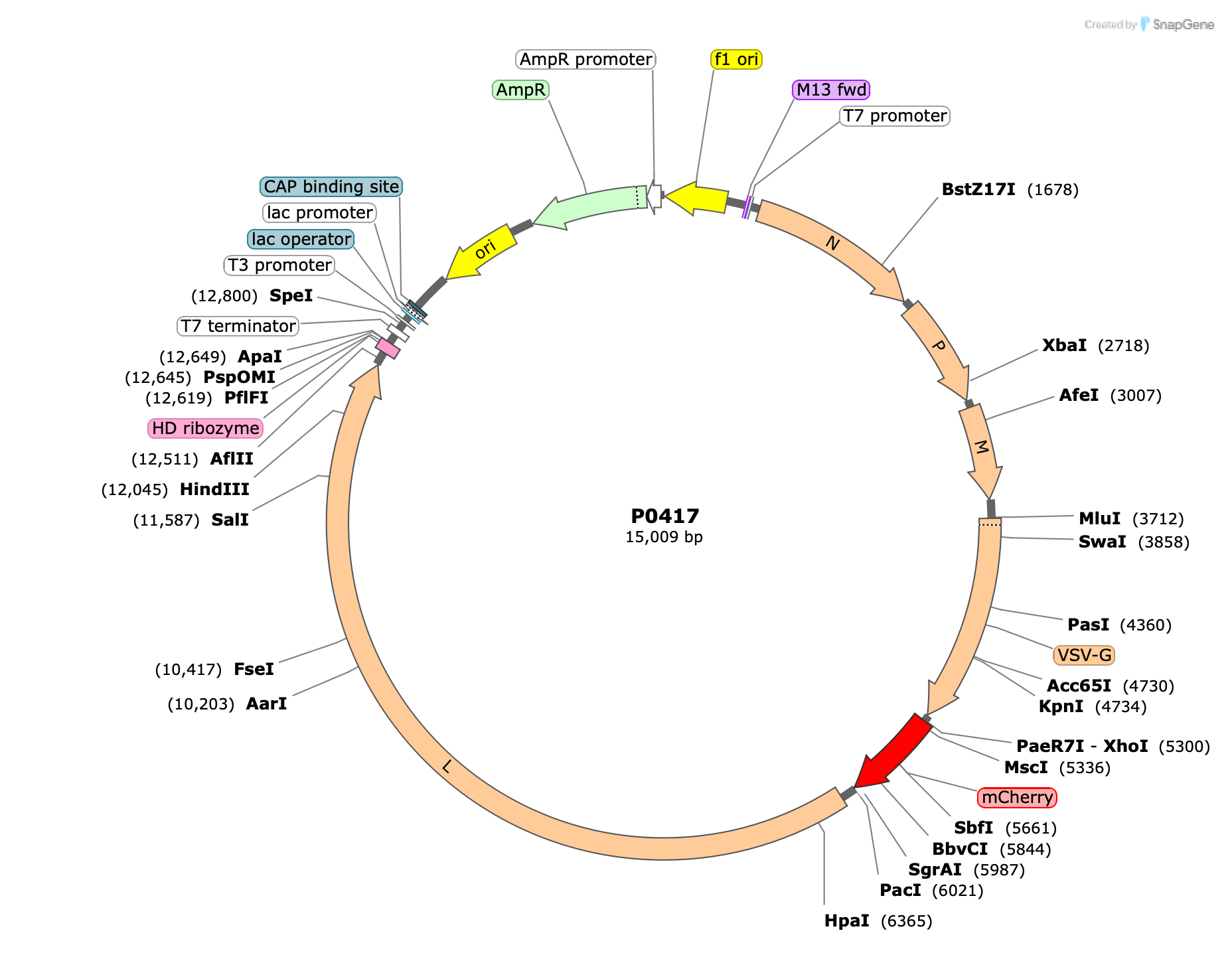 Plasmid map for P0417