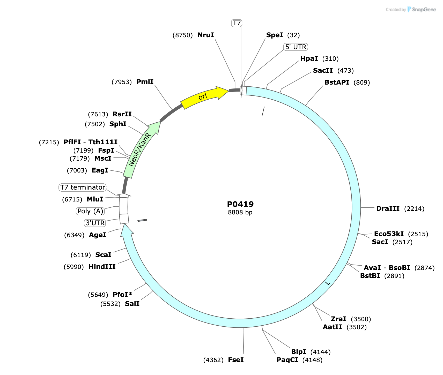 Plasmid map for P0419