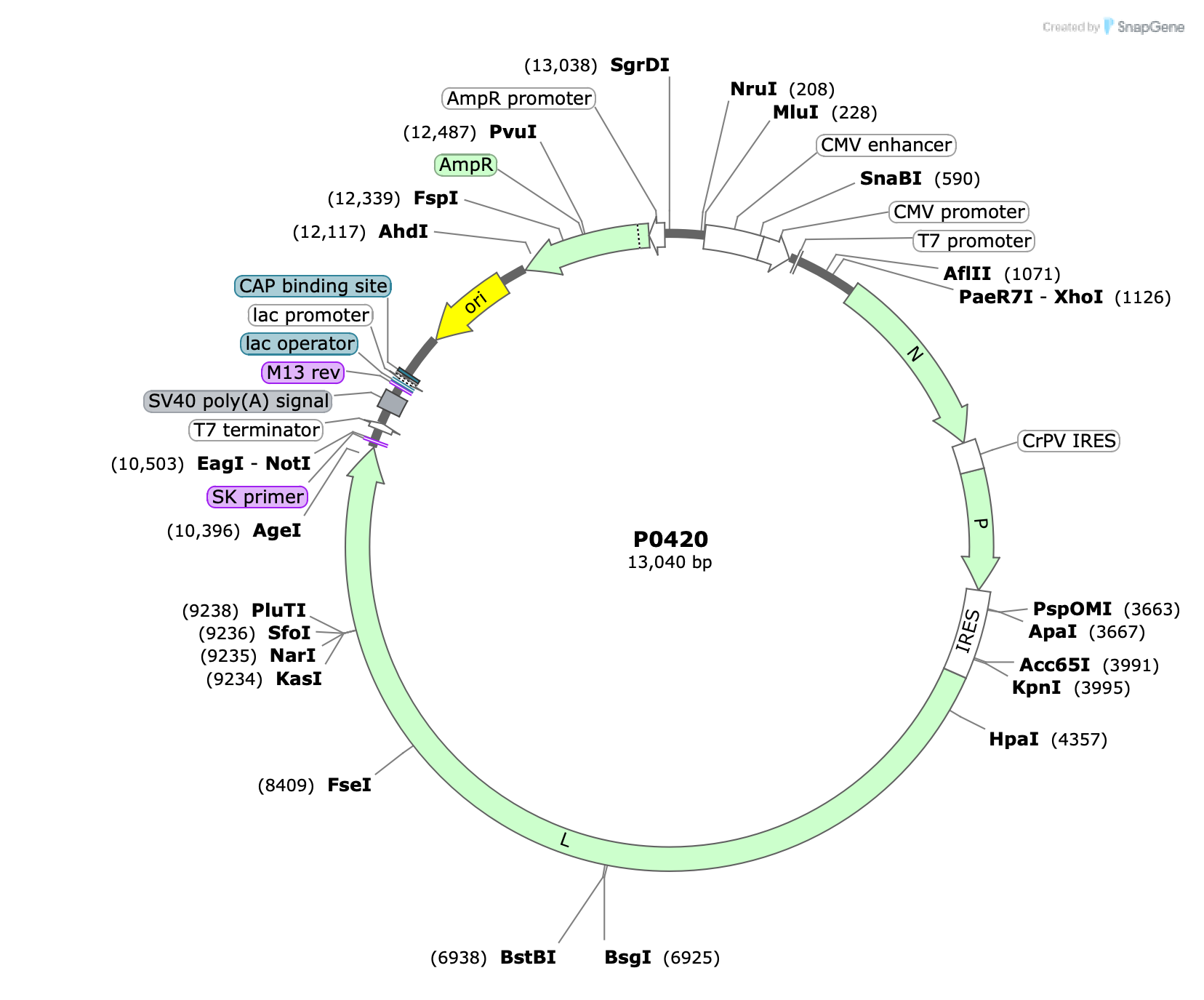 Plasmid map for P0420