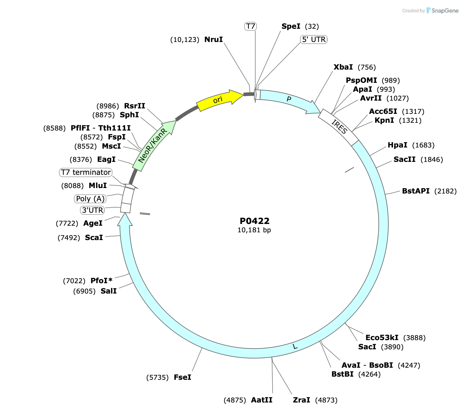 Plasmid map for P0422