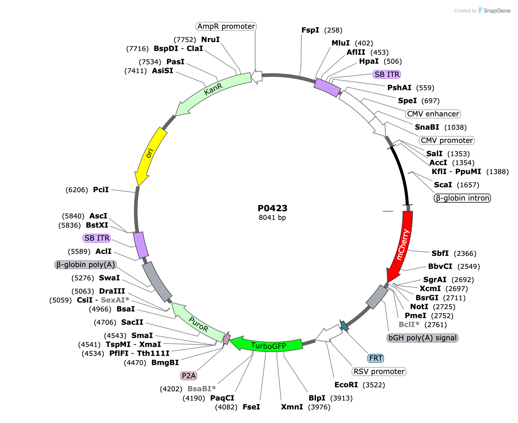 Plasmid map for P0423
