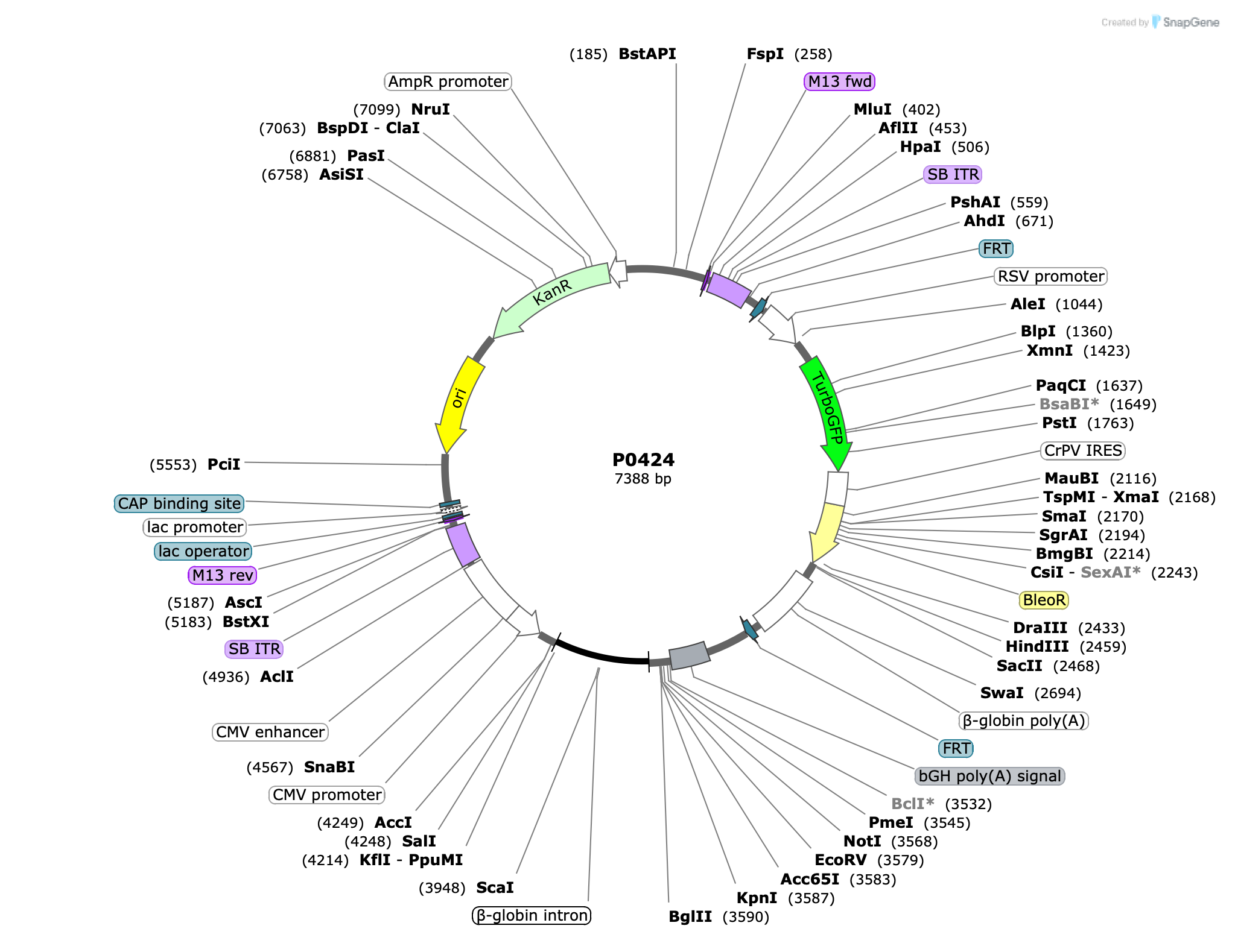Plasmid map for P0424