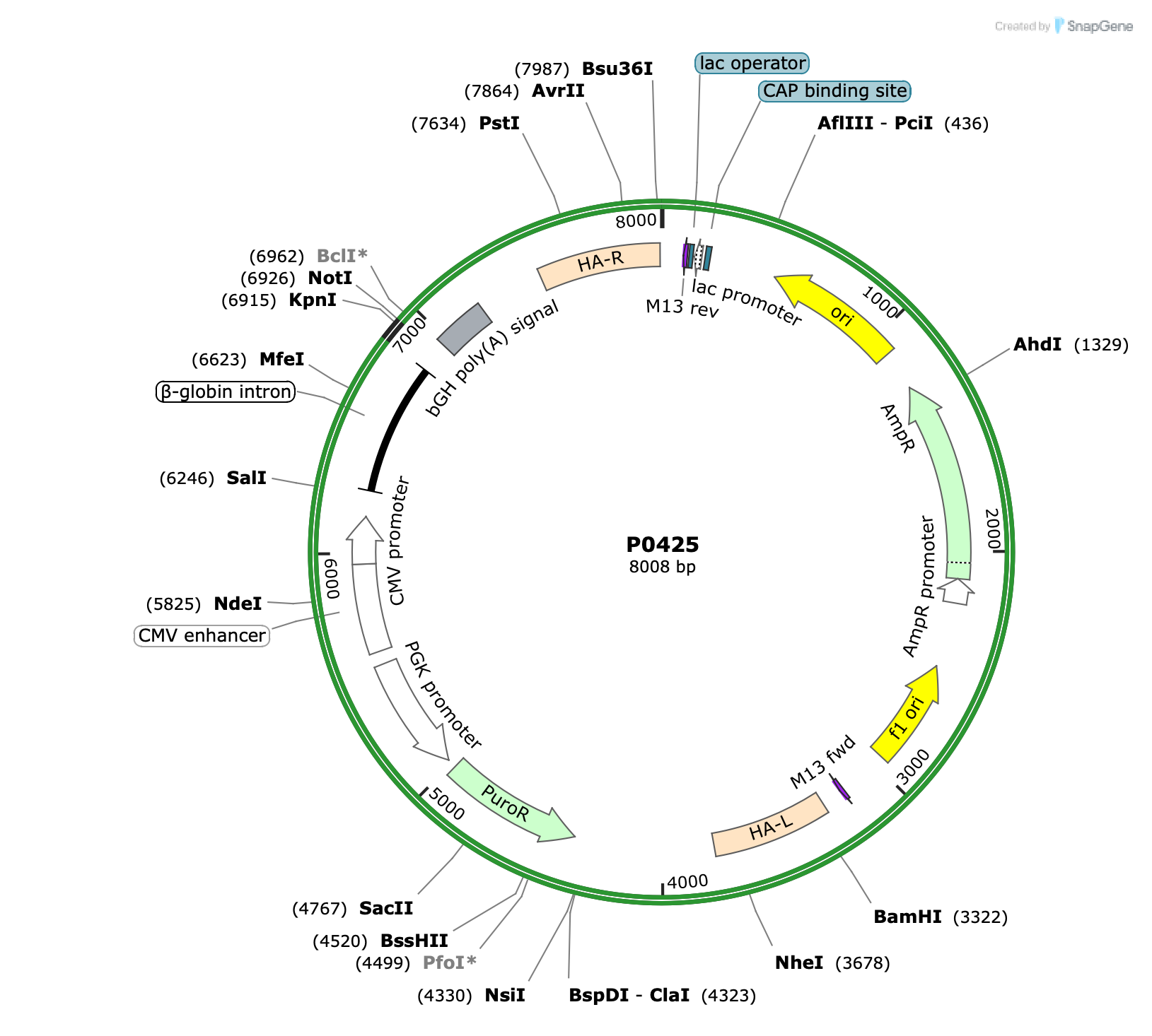Plasmid map for P0425