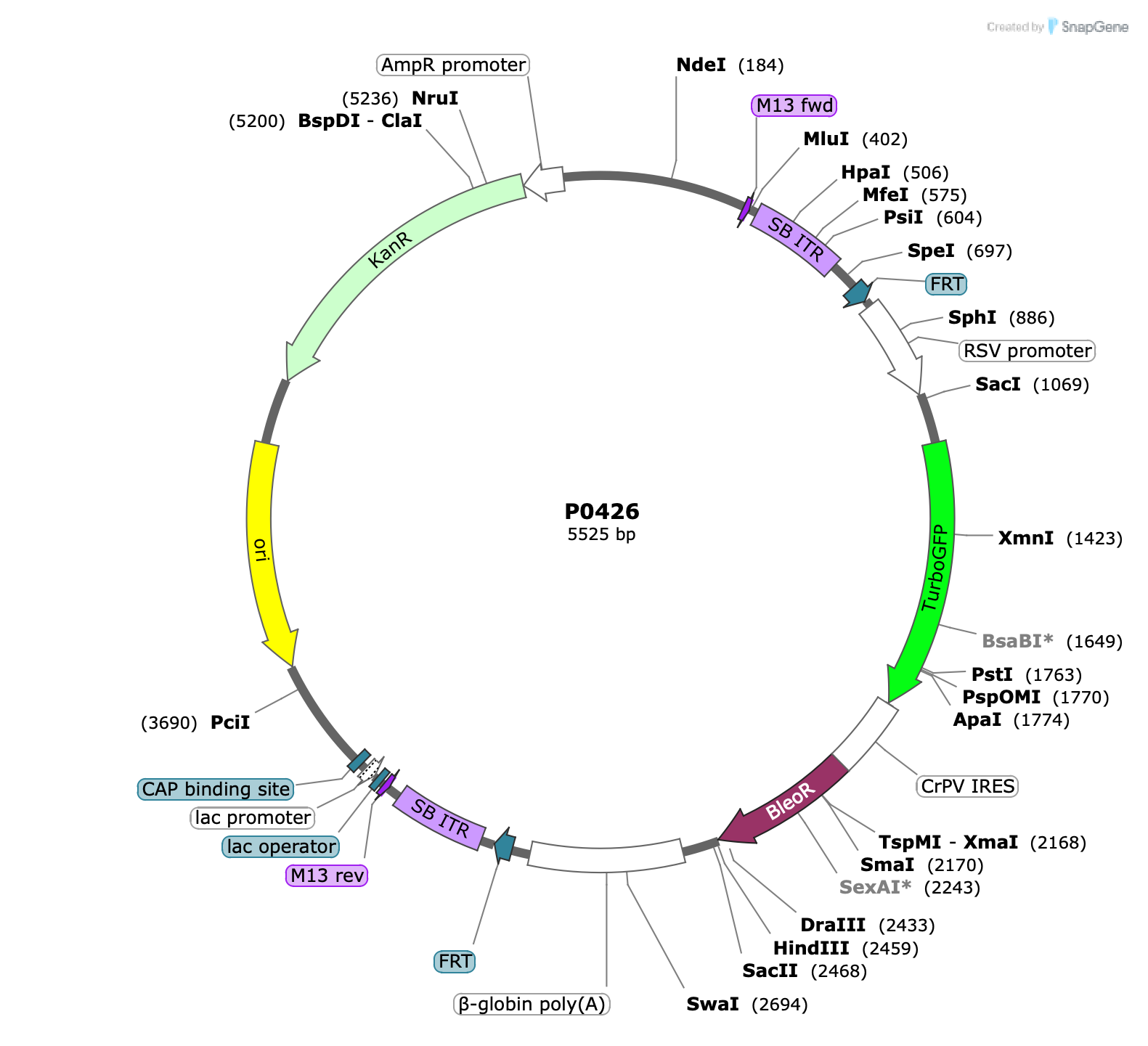 Plasmid map for P0426