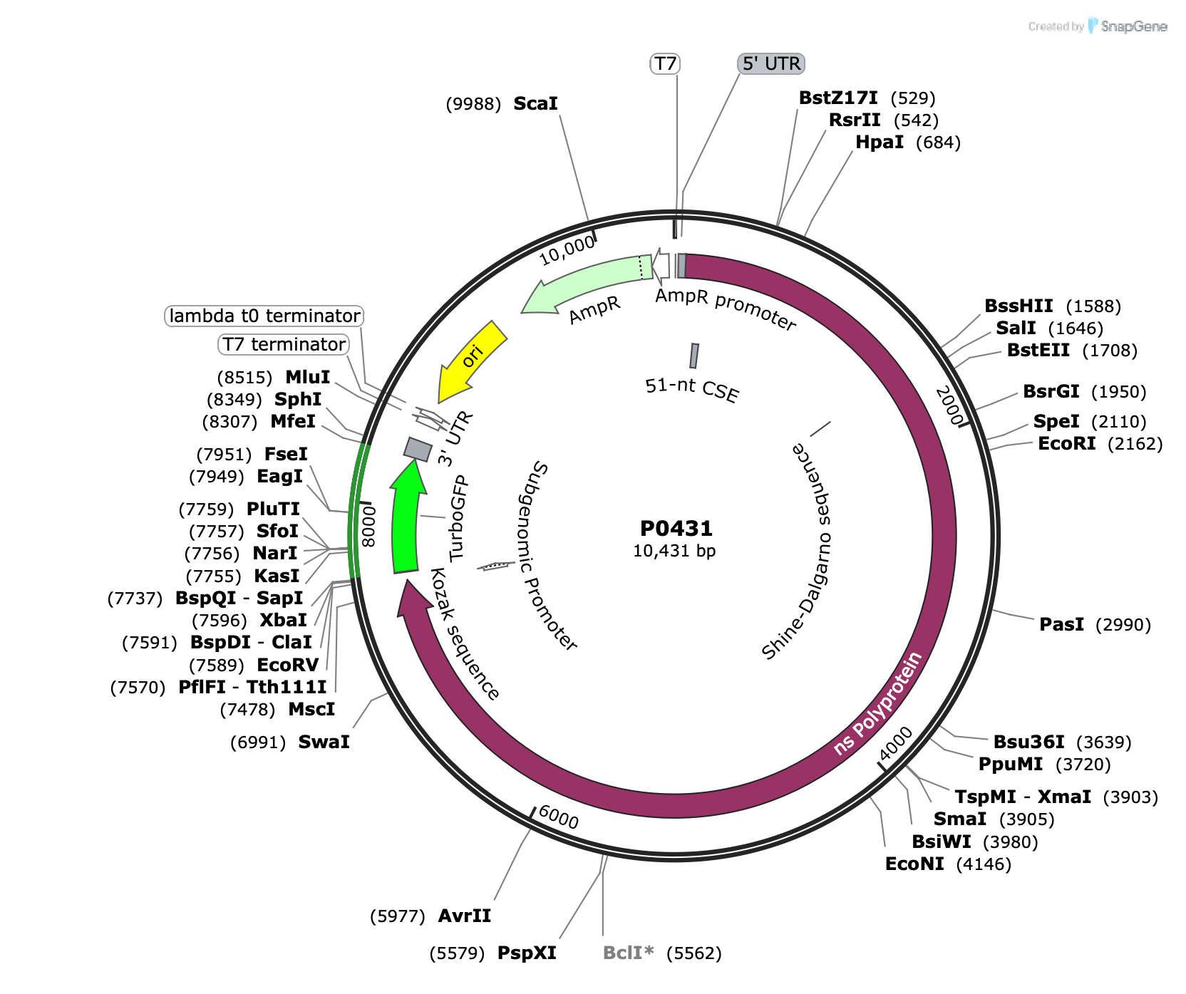 Plasmid map for P0431