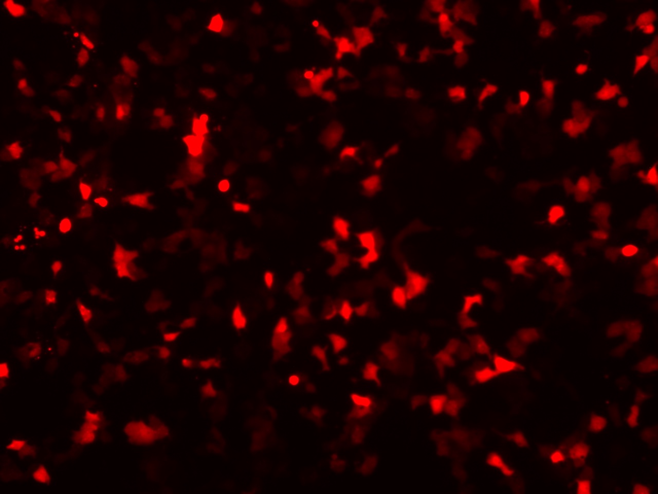 Vero cells transfected with mCherry mRNA