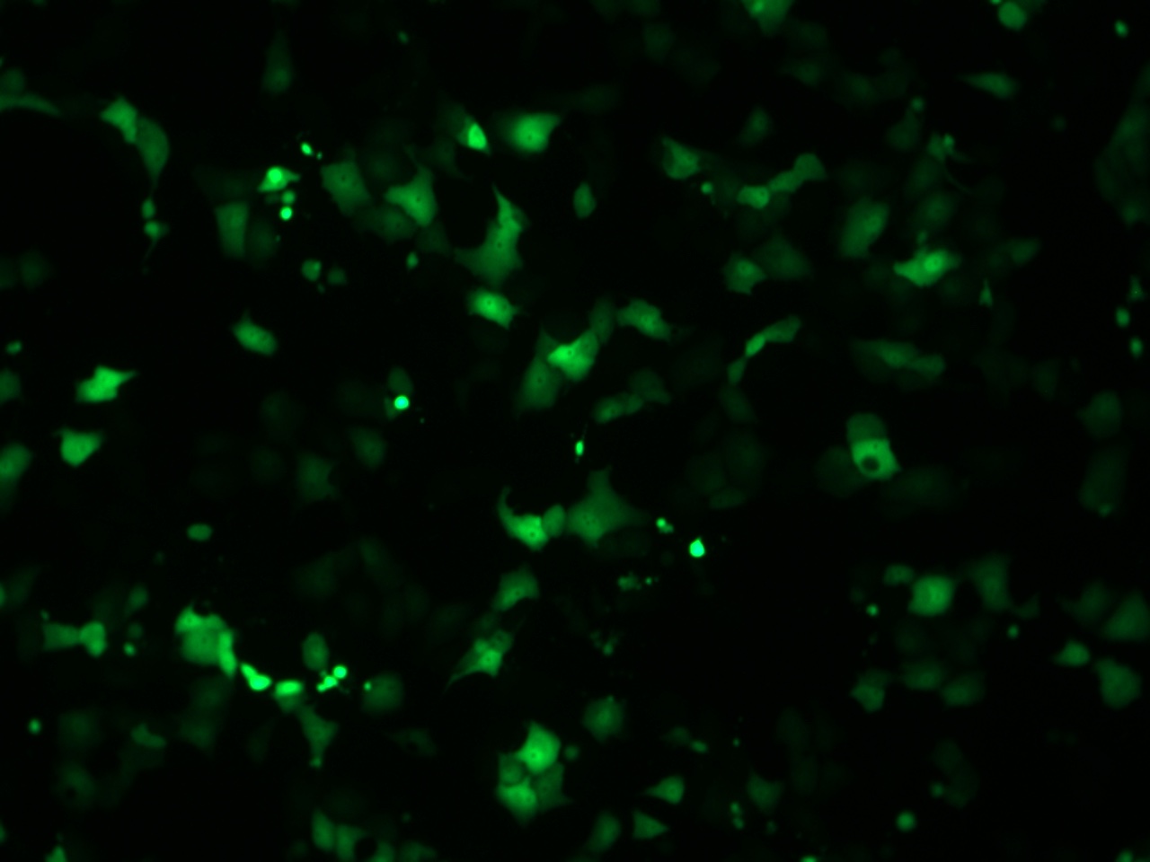 Vero cells transfected with turboGFP mRNA